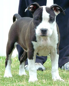 DDDawgs Last Fandango